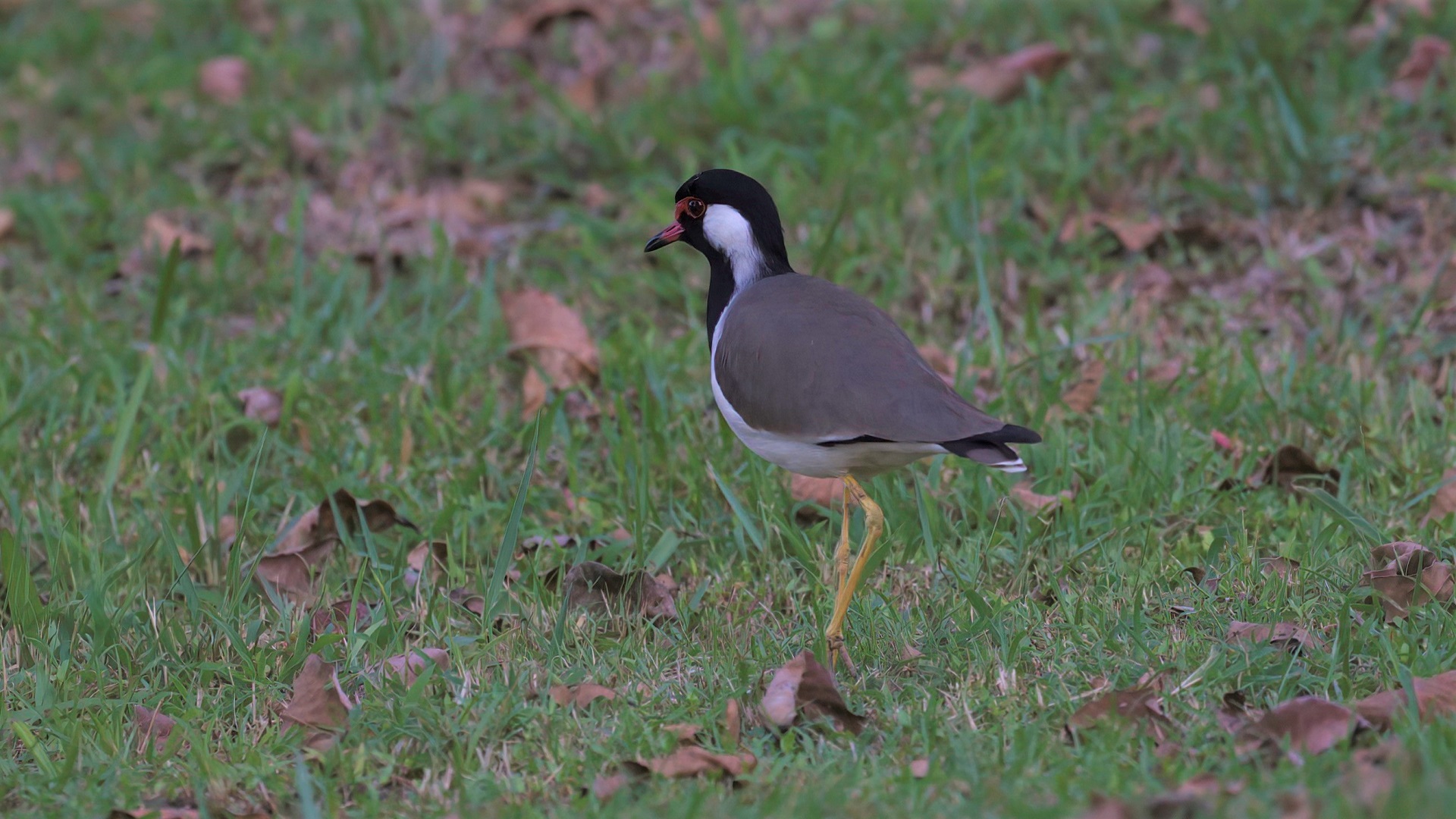 Red-wattled Lapwing